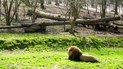 Rugissement Lion Zoo Cerza 2012
