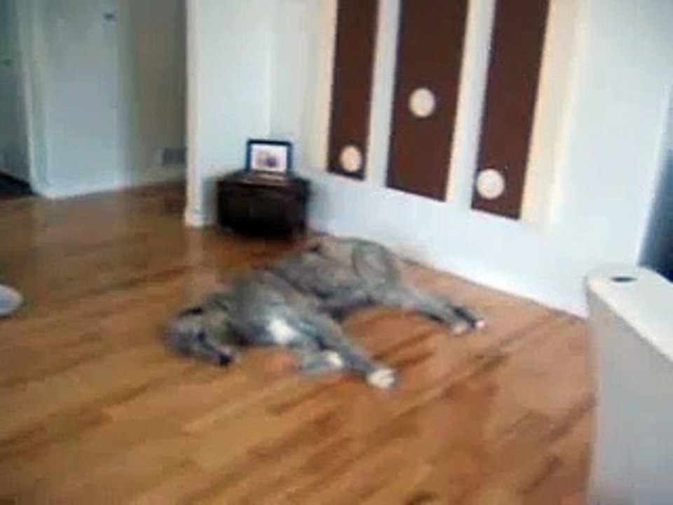 Let Sleeping Dogs lie