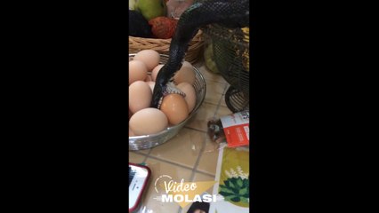 MİNİCİK DELİKTEN EVE DALIP YUMURTA YEMEYE ÇALIŞAN RUH HASTASI YILAN