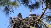Mother Eagle feeding her two Eaglets