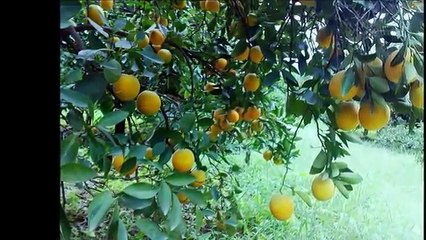 مريم امو - اغاني دارفور - حتي ولو الناس طمعوا في بلدنا   نحن موجودين فيها