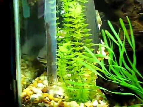 My 220 Gallon Fish Tank (Arowana and South American Cichlids)