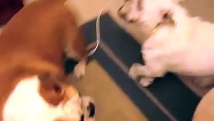 AUSSIE BULLDOGS PLAY FIGHTING