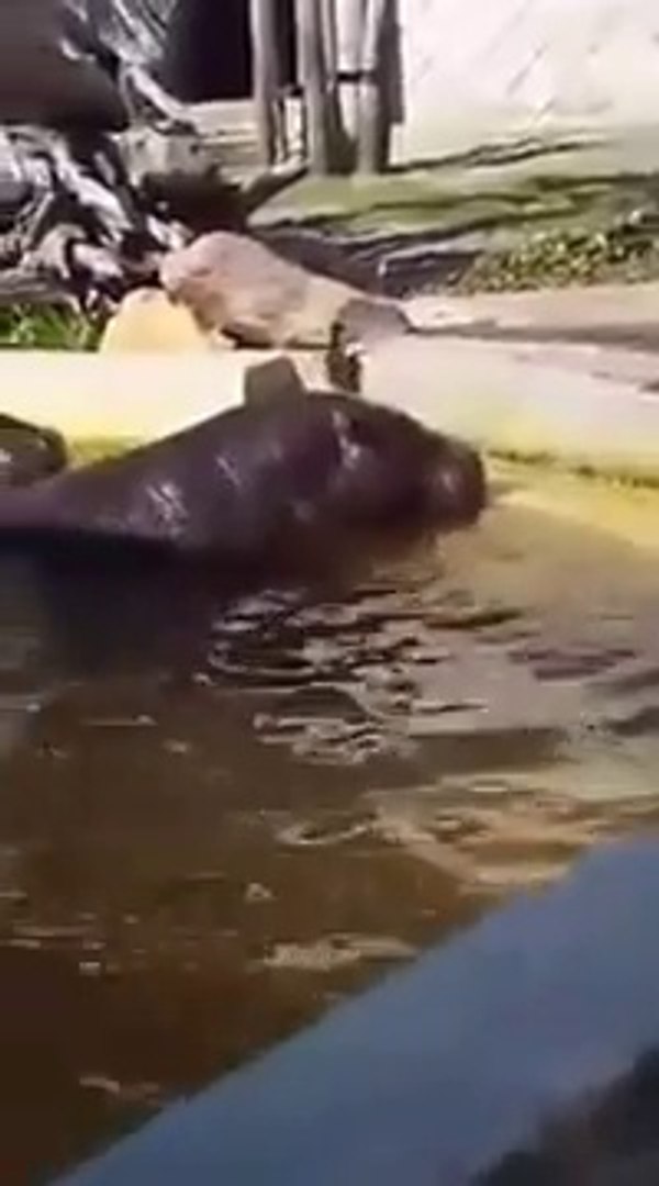 2 hippopotames aident un bébé canard coincé dans leur bassin
