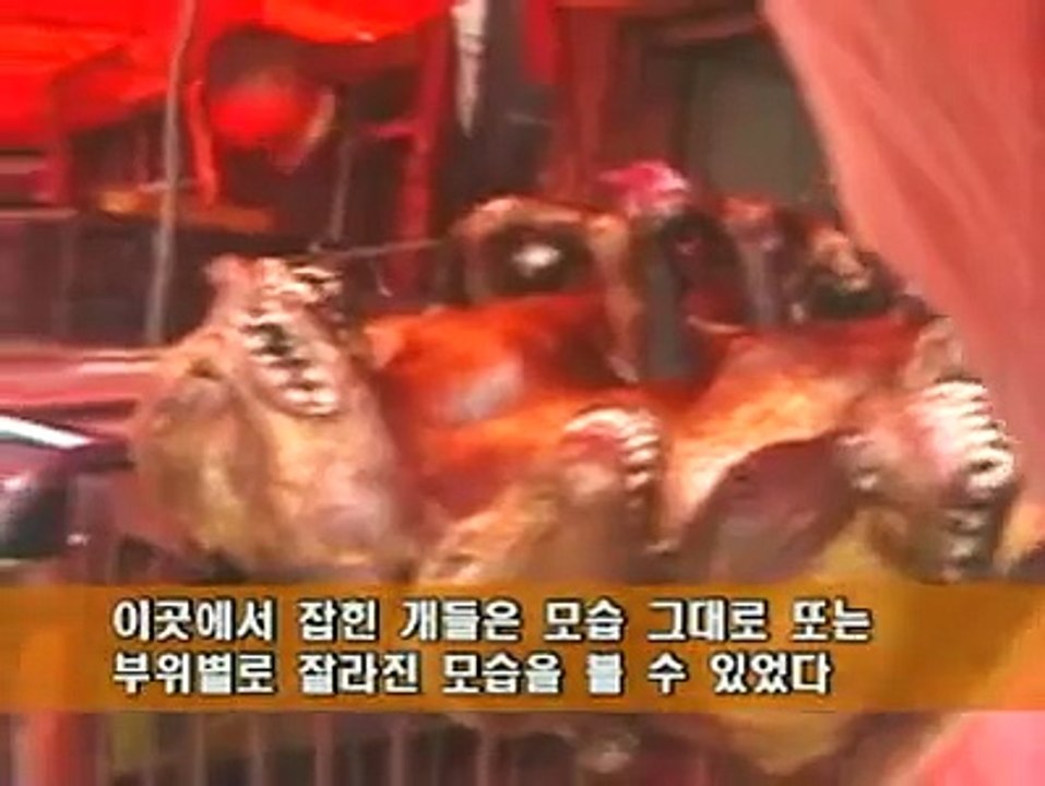 犬食文化の韓国 食用犬市場の隠し撮り映像