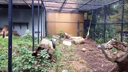 Enorme saut d'un léopard !