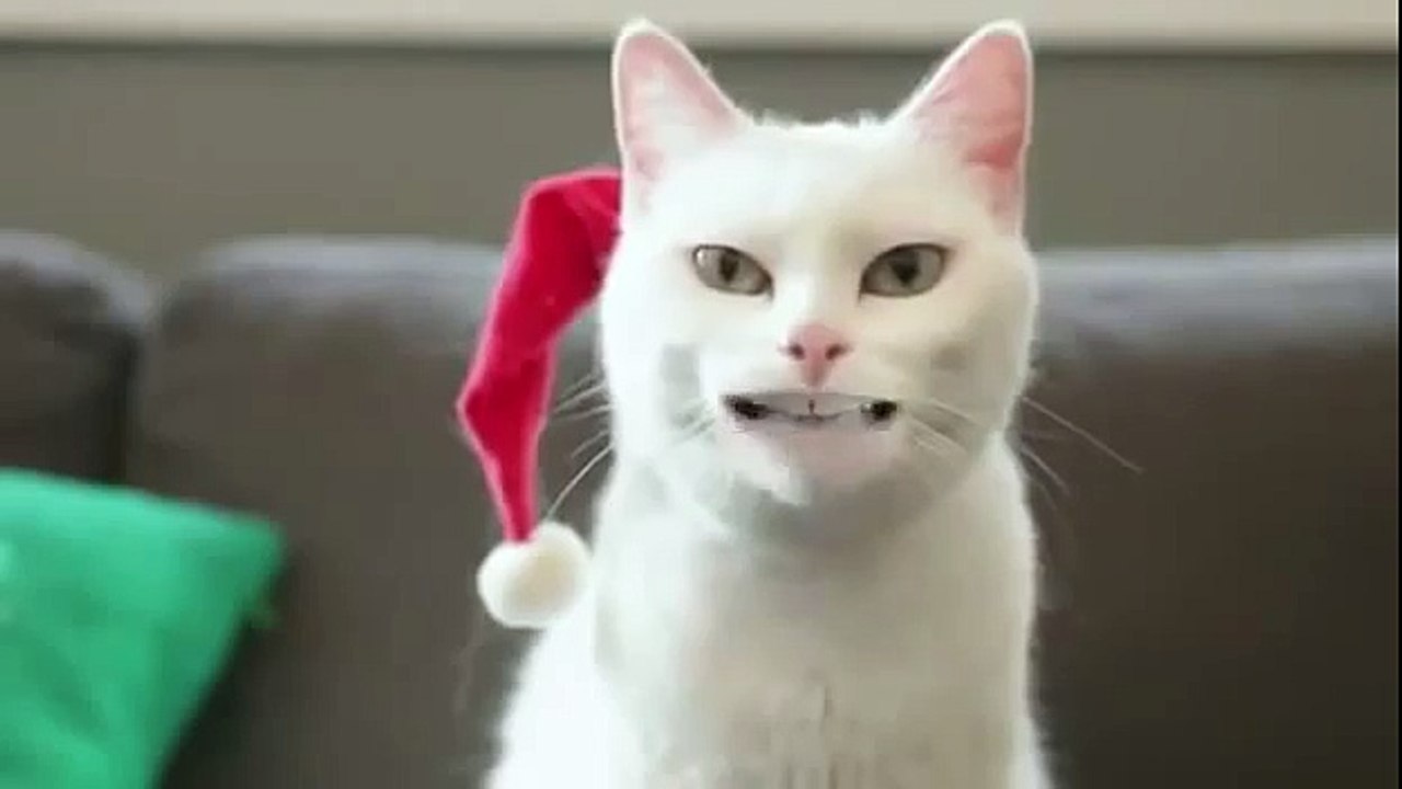 cat singing  Jingle Bells