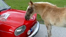 Un cheval témoigne de son amour pour Volkswagen