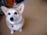 Lucky the Corgi just loves to perform, (sadly Lucky has gone to doggy heaven :-( she will be missed)