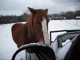 2011 East Texas Video Snow Storm Horse Care for Lilly & Silver 3rd day didn't get above freezing