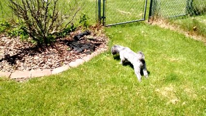 Bird defends territory from dog