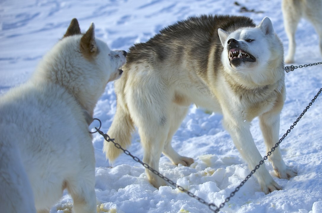 Grönland Köpeği