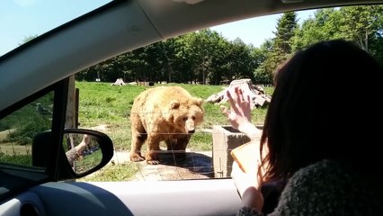 Des touristes lancent de la nourriture à un ours