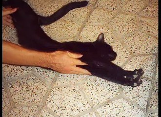 El Gato Volador - Valdo-mero  (EL GATO VOLADOR)