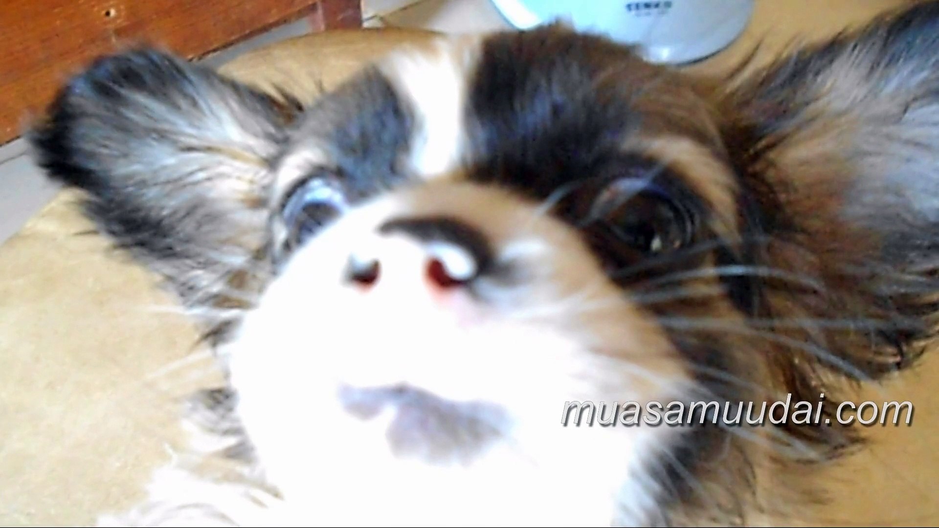 Funny Dog Videos - Cute Dog