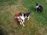 Manx cats playing with mini jack Russell puppy