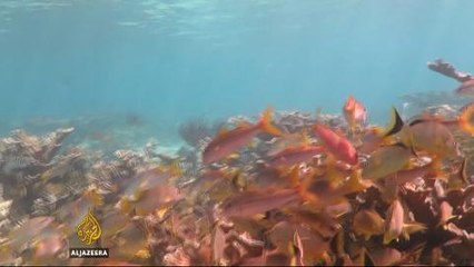 Cuba's pristine coral reefs