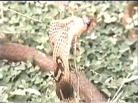 kiran collections Snake Fight - Eagle vs Snake - The Best Of Snake Fights In HD