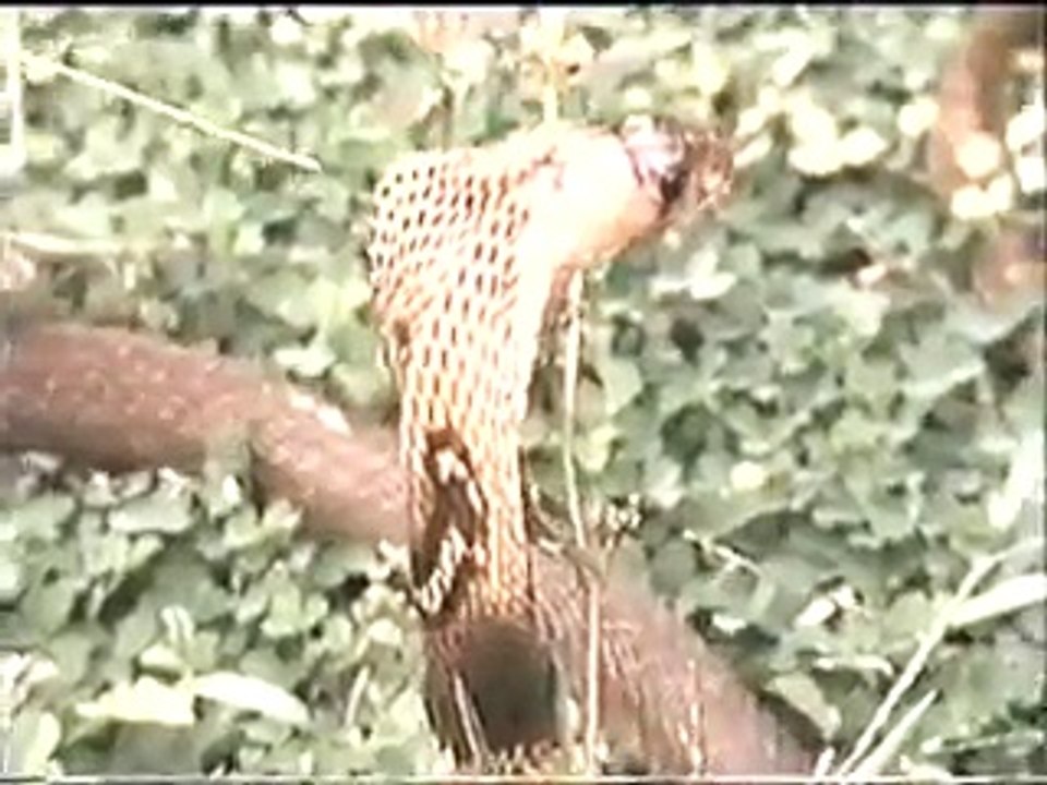 kiran collections Snake Fight - Eagle vs Snake - The Best Of Snake Fights In HD