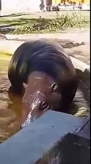 Deux hippopotames aident un caneton à sortir d'un bassin