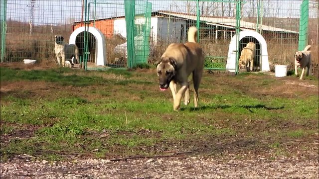 Kangal Turkish Kangal BETO - PAŞA KIZI FULAS - HAYDUT KIZI HAYDO