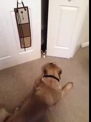 Kitten scares big dog!