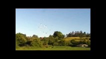 Paloma volteadora de espectaculo aereo (Rodante de birmingham ROLLERS)