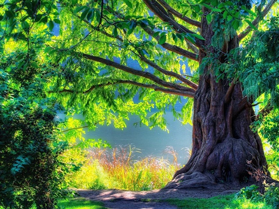 For a living Plenat german