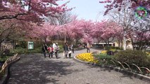 Nabana no Sato なばなの里 - Cherry Blossom Sakura, Japan 2015