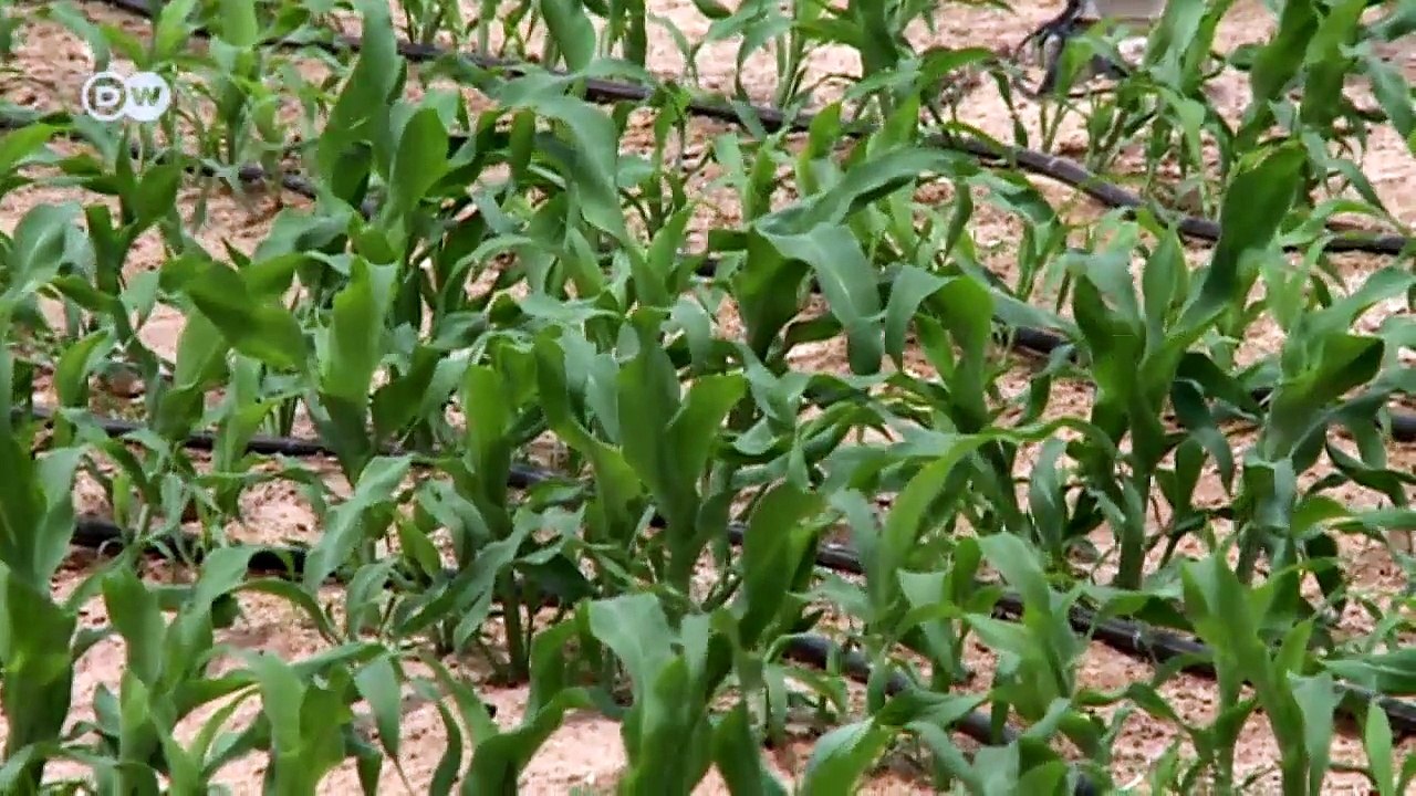Landwirtschaft in der Wüste | Projekt Zukunft