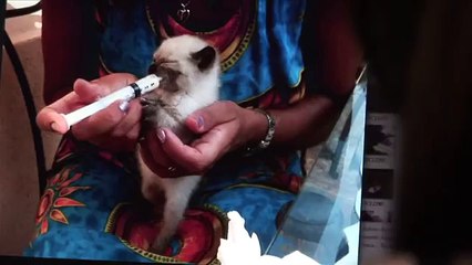 Gatti Siamesi che amano le coccole