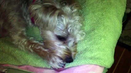 Cute and Adorable Puppy Sucking Her Thumb - Scarlet our One Year Old Morkie