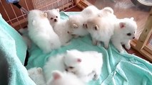 Chiots esquimau américain - Tellement mignon