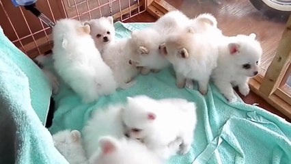 So adorable puppies : american eskimo puppy dogs