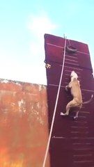 Un pitbull surpuissant court sur un mur à la verticale