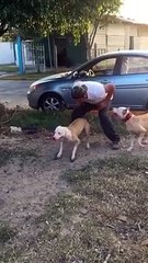 So impressive pitbull dog walking on a wall : crazy