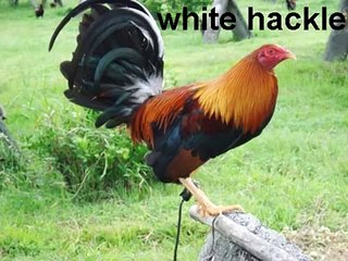 razas de gallos, a few rooster bloodlines