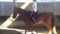 Tennessee Walking Horse learning to gait