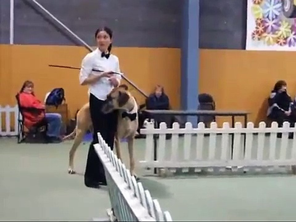 Dog Dancing Canine Freestyle competition   Great Dane, Honey