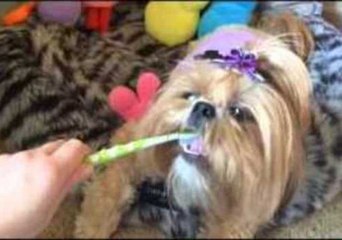 Pampered Pooch Loves Having Her Teeth Cleaned