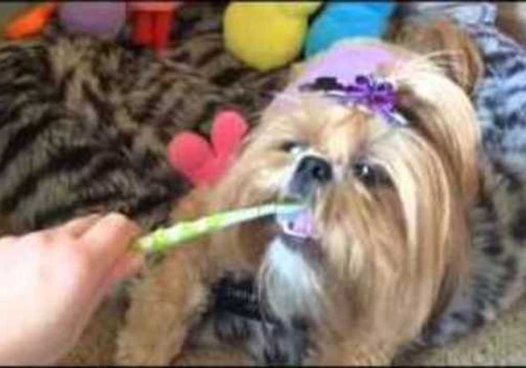 Pampered Pooch Loves Having Her Teeth Cleaned