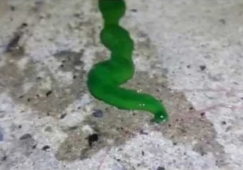 Mysterious Green Creature Continues to Baffle