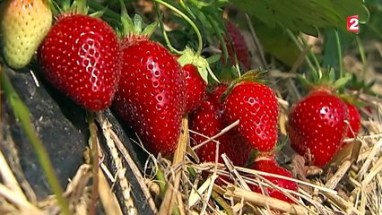 Les Alsaciens adorent leurs fraises locales