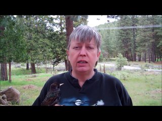 Harry - European Starling - Badger Run Animal Ambassador