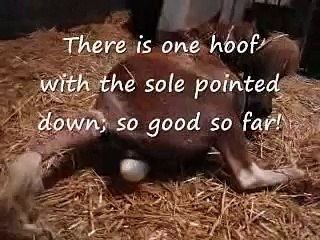 CLEAR video of Miniature Horse Birth: Dam=Wee Wees Magic Lady