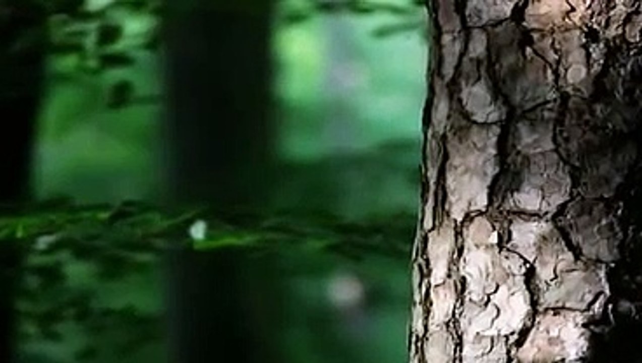 Jupiter-Jones-Wenn_alle_es_verstehen_