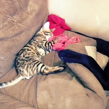 Мой выпускник в новом доме!Питомник Via Lattea