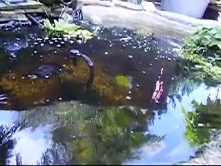 De schildpadden voeren kan echt leuk zijn