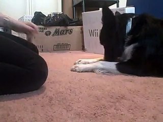 Clicker train your dog to crawl