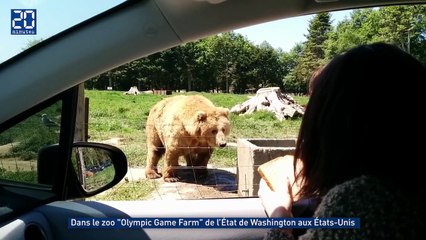Un ours fait coucou pour avoir à manger